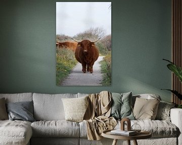 Highland cow sur Wesley Klijnstra