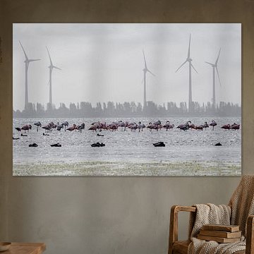Flamingos in den Niederlanden (Zeeland)