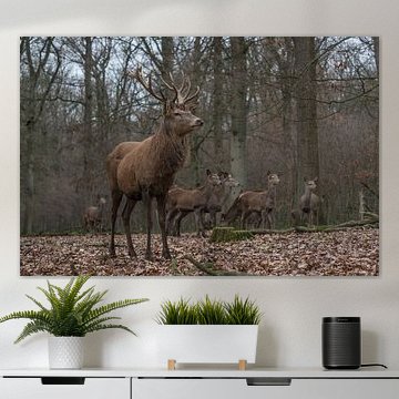 Edelherten in het bos