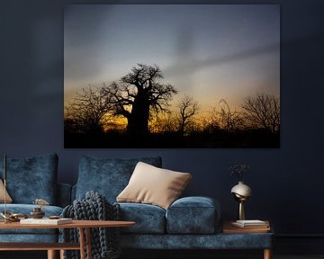 Baobab-Baum in Botswana bei Sonnenaufgang, Südafrika von Tjeerd Kruse