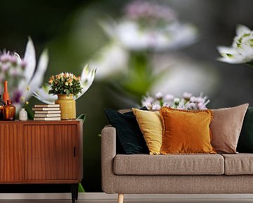 Astrantia by Ingrid Aanen