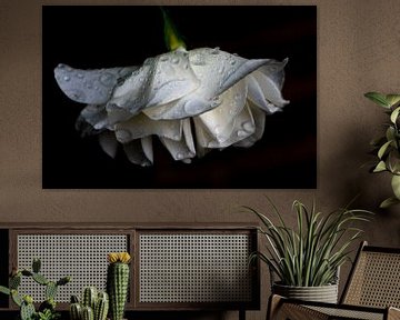 weiße Rose von Ingrid Aanen