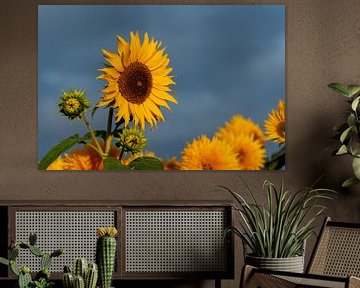 Sonnenblumen von Stefan Heesch