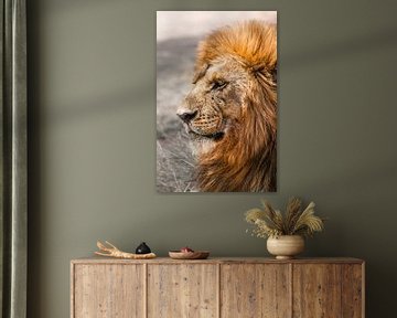 Serengeti Lion van Johnny van der Leelie