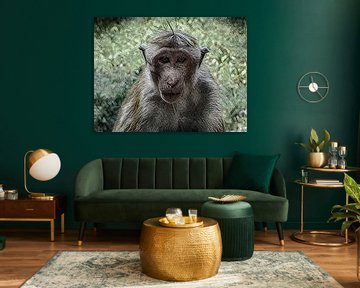 Blickkontakt mit einem Affen in Sri Lanka von Rietje Bulthuis