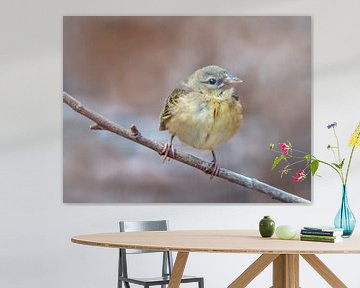 Junger Vogel auf einem ausgestellten Zweig von Rietje Bulthuis