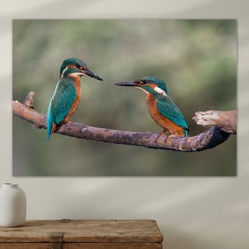 Jonge ijsvogeltjes aan het bekvechten