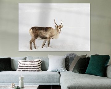 Rennes paissant dans la neige pendant l'hiver dans le nord de la Norvège sur Sjoerd van der Wal Photographie