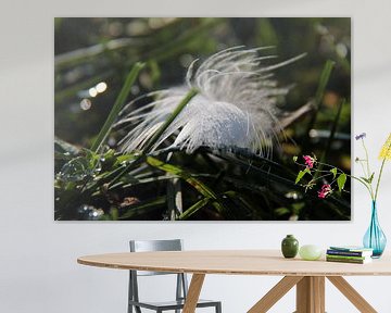 Frozen feather by Ilona Bredewold