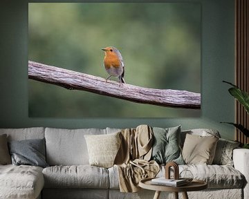 Robin on branch by Tanja van Beuningen