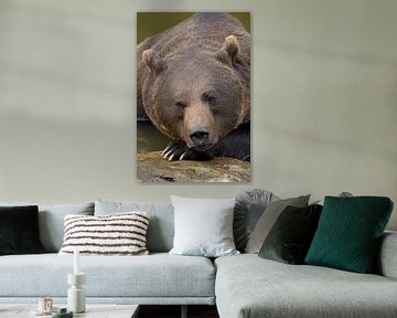 Portret van een Bruine beer in het Bayerischer Wald.