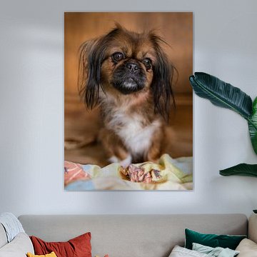 Tibetaanse Spaniël / Pekinees / Pekingees