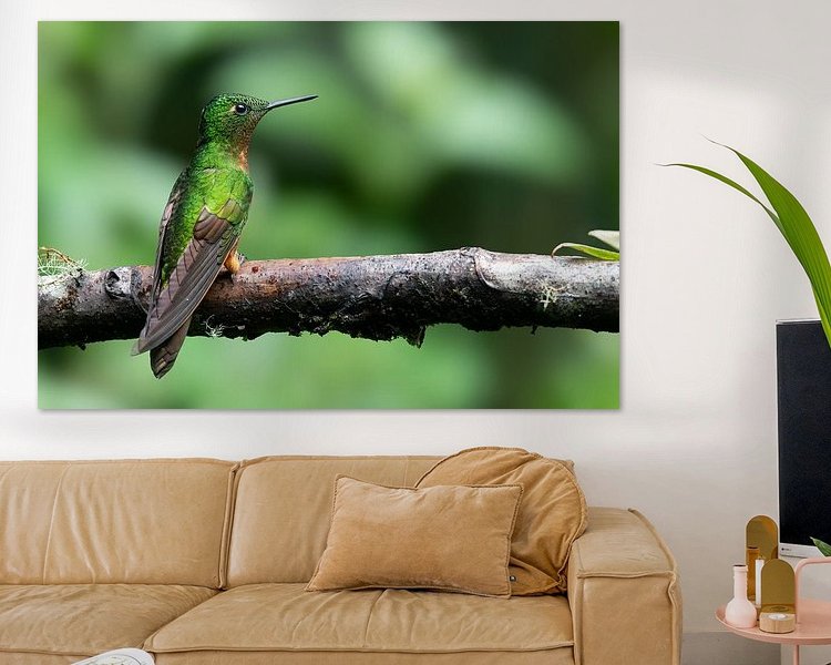 Aperçu de la chambre