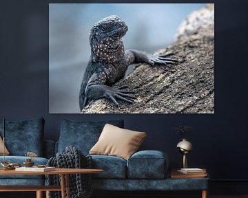 The Dragon of the Galapagos