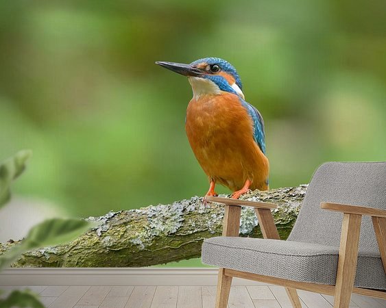 Aperçu de la chambre