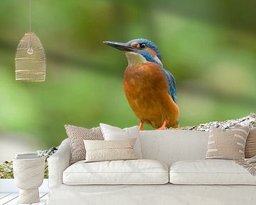 Most colourful bird in the Netherlands by Remco Van Daalen