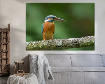 IJsvogel met slijm tussen haar snavel van Remco Van Daalen
