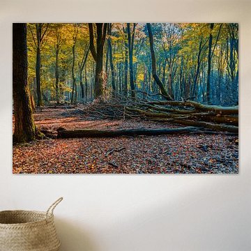 Herfst in het Leuvenumsebos