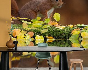 Eekhoorn in herfstsetting. van Rob Christiaans