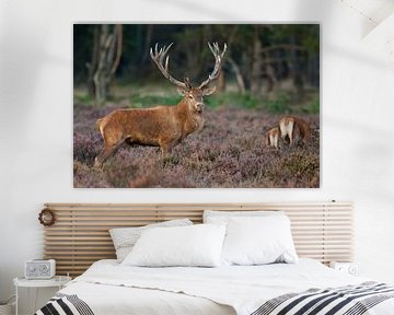 Red Deer standing in the Heather.