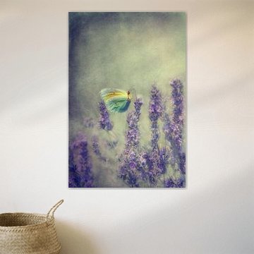 Butterfly by Claudia Moeckel