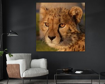 Cheetah portret van Marion van Kints