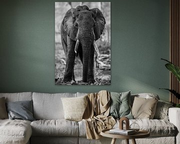 Olifant