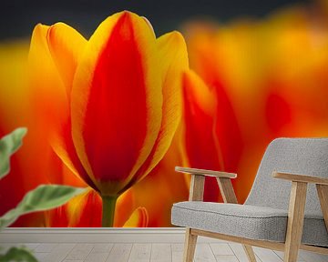 Tulips by Frank Peters