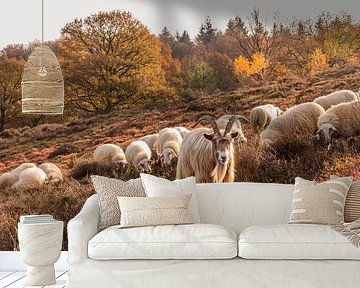 Buck in sheep herd on the Veluwe by Mayra Fotografie