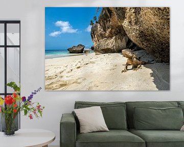 Bonaires Rettungsschwimmer: Leguane am Playa Wayaka