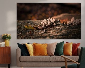 Paddenstoelen op een boomstam in de herfst van Mayra Fotografie