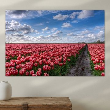 Blumenzwiebelfeld voller Tulpen in Groningen