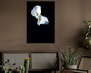 Witte kelk | Bloem zwart flora en fauna | natuur fotografie  | foto print van Doris van Meggelen