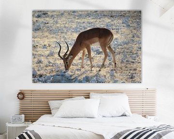 Impala in Botswana, Afrika van R.Phillipson
