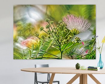 Albizia, de Perzische slaapboom van Frans Blok