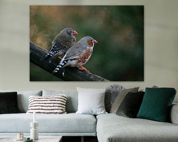 Zebra finches by T. Berrevoet