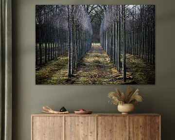 Symmetrically planted trees