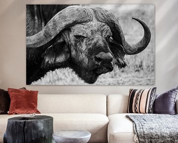 Buffel in Tanzania