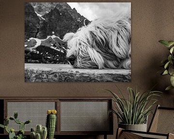Long-haired dog in the mountains by Stijn Cleynhens