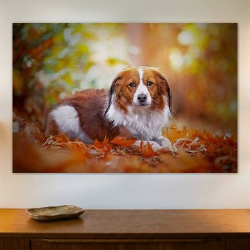 Kooikerhondje