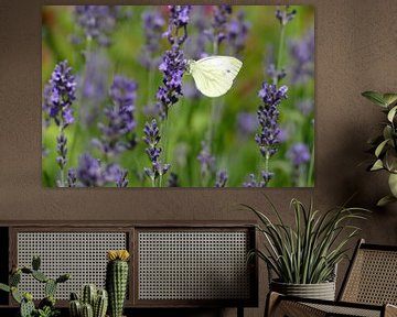 Witte vlinder tussen de lavendel van Marieke Luider