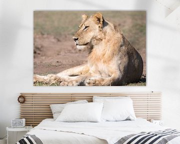 Resting Lioness by Felix Sedney