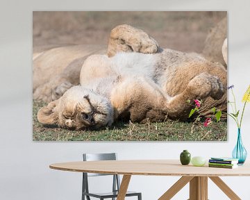 Lazy Lioness by Felix Sedney