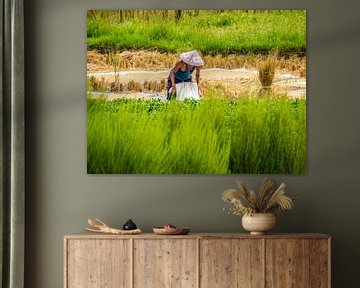 Man on the rice field at work by Stijn Cleynhens
