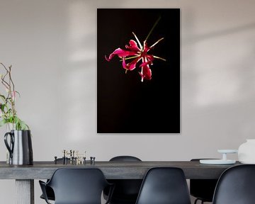 Zwevende gloriosa bloem op zwarte achtergond van Doris van Meggelen