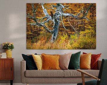 Dead Lenga tree in autumn landscape by Chris Stenger