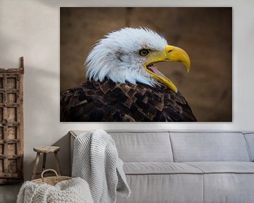 Amerikaanse Zeearend by Beeld Creaties Ed Steenhoek | Photography and Artificial Images