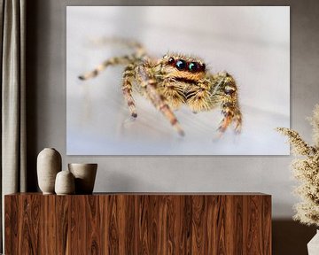 Springspin / Jumping spider van Harm Rhebergen