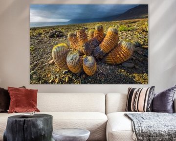 Landschap met Copiapoa cactussen in de Atacama woestijn van Chris Stenger