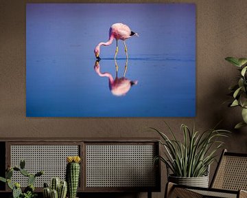 Flamingo met een perfecte weerspiegeling van Chris Stenger